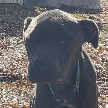 Pit Bull Terrier and Mixed Breed Dogs Available for Adoption in Jacksonville, Arkansas - Loki | PetCurious