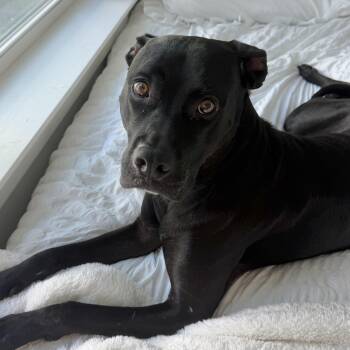 Hilda -  Labrador Retriever Dog for Adoption in Columbia, South Carolina - Hilda | PetCurious