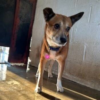 Rescue Border Collie Dogs for Adoption in Austin, Texas - Tyson The Great | PetCurious