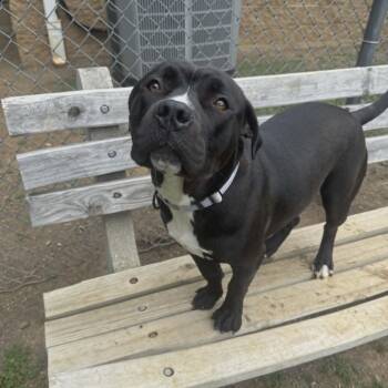 Reba -  Pit Bull Terrier Dog for Adoption in Orange, Virginia - Reba | PetCurious