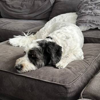 Australian Shepherd and Poodle Dogs Available for Adoption - Archer D11121 | PetCurious