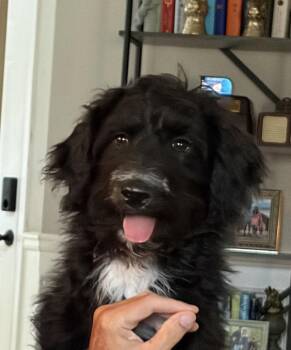 Lottie -  Poodle Dog Available for Adoption in Gillsville, Georgia - Lottie | PetCurious
