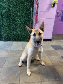 Mixed Breed Dogs Available for Adoption in El Paso, Texas - 60787557 | PetCurious