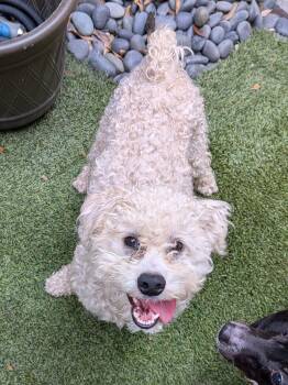 Poodle Dogs Available for Adoption - Trevor | PetCurious