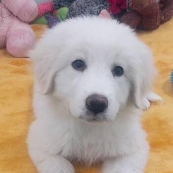 Sandie -  Great Pyrenees Dog for Adoption in Houston, Texas - Sandie | PetCurious