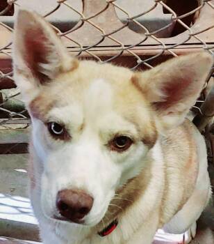 Husky Dogs Available for Adoption - Truly Unique | PetCurious