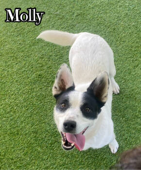Rescue Terrier Dogs for Adoption in Tulsa, Oklahoma - Molly | PetCurious