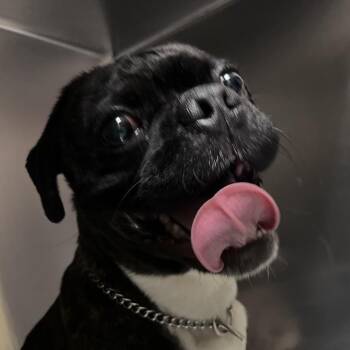 Mixed Breed Dogs Available for Adoption - Barkus | PetCurious