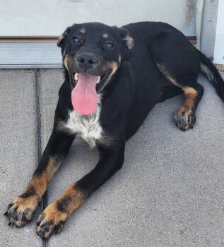 Kamaka -  Australian Cattle Dog Blue Heeler and Labrador Retriever Dog for Adoption in Fort Lupton, Colorado - Kamaka | PetCurious