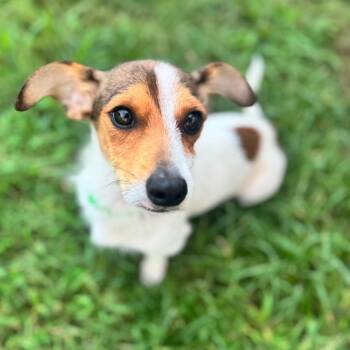 Tiny Tim -  Jack Russell Terrier and Mixed Breed Dog for Adoption in Brownsboro, Alabama - Tiny Tim | PetCurious
