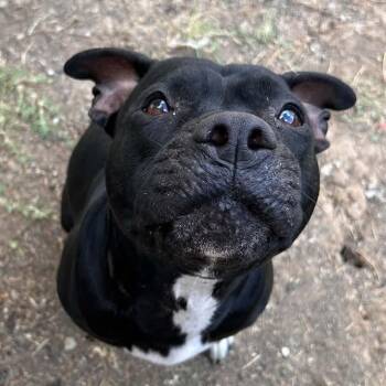 Shego -  Pit Bull Terrier Dog for Adoption in The Colony, Texas - Shego | PetCurious