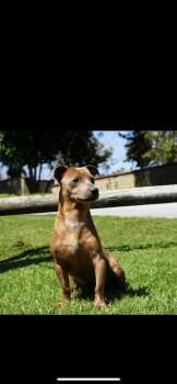 Rescue Chihuahua and Miniature Dachshund Dogs for Adoption in Hamden, Connecticut - Gin Gin | PetCurious