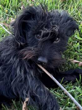 Zach -  Schnauzer and Scottish Terrier Dog for Adoption in Baker, Louisiana - Zach | PetCurious