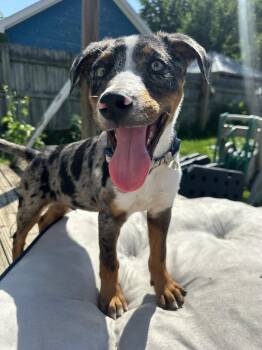 Catahoula Leopard Dog Dogs Available for Adoption in Germantown, Ohio - Sprig | PetCurious