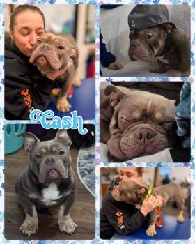 Rescue Mixed Breed Dogs for Adoption in Lancaster, New York - Cash | PetCurious