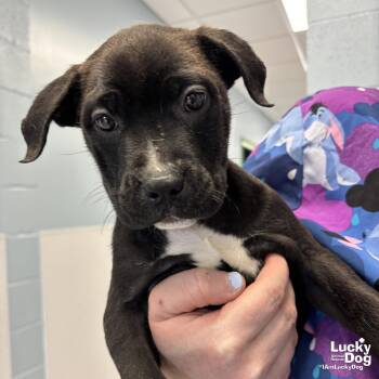 Labrador Retriever and Shepherd Dogs Available for Adoption in Washington, District Of Columbia - Baguette | PetCurious