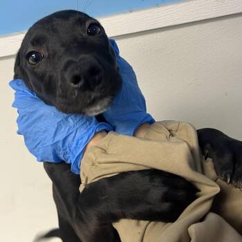 Rei -  Terrier Dog for Adoption in Belleville, Illinois - Rei | PetCurious