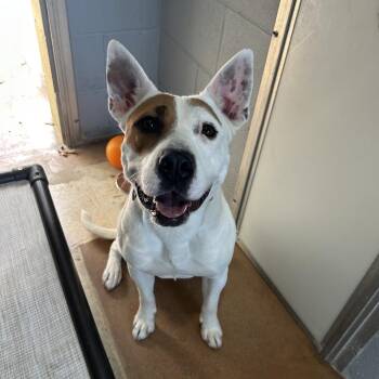 American Staffordshire Terrier Dogs Available for Adoption - LOLA | PetCurious