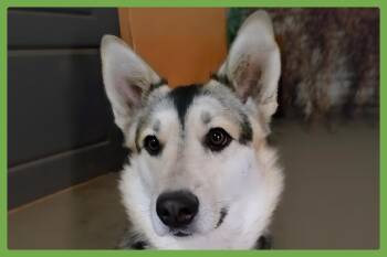 Badb -  Siberian Husky and German Shepherd Dog Dog for Adoption in Amherst, Massachusetts - Badb | PetCurious