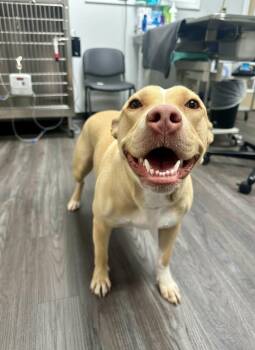 Peaches -  Pit Bull Terrier Dog for Adoption in Semmes, Alabama - Peaches | PetCurious