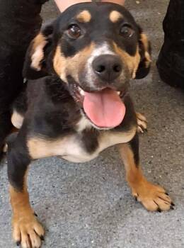 Violet -  Mixed Breed Dog for Adoption in Covington, Virginia - Violet | PetCurious