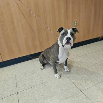 Rescue Pit Bull Terrier Dogs for Adoption in Ludington, Michigan - Rocky | PetCurious