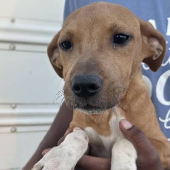 Lizzie - Local November 6-8 -  Labrador Retriever Dog for Adoption in Brookshire, Texas - Lizzie - Local November 6-8 | PetCurious