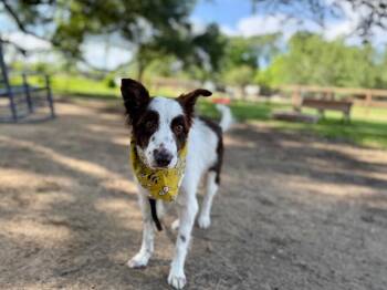 Border Collie Dogs Available for Adoption in Friendswood, Texas - Lady Mae Soft Heart | PetCurious