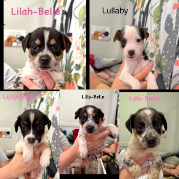 L litter -  Jack Russell Terrier Dog for Adoption in Seaside Heights, New Jersey - L Litter | PetCurious