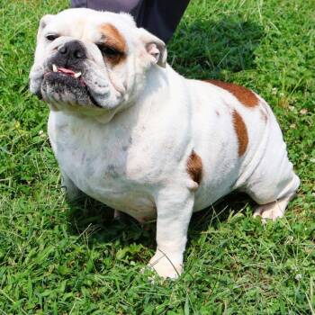 Leia -  English Bulldog Dog for Adoption in Zionsville, Indiana - Leia | PetCurious