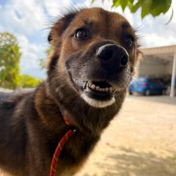 Nyx -  Mixed Breed Dog for Adoption in New York, New York - Nyx | PetCurious