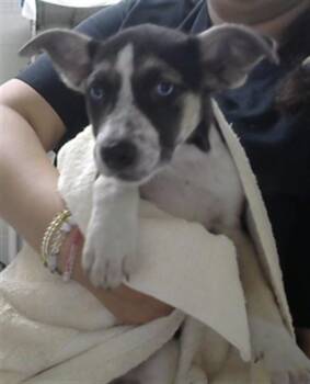 A185562 -  Siberian Husky and Mixed Breed Dog for Adoption in Pasadena, Texas - A185562 | PetCurious