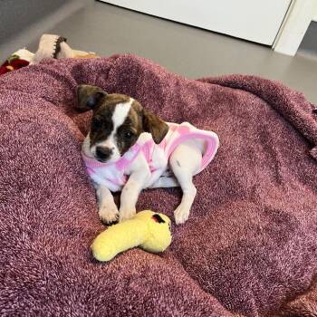 Cabbage Patch -  Chihuahua and Terrier Dog for Adoption in Loxahatchee Groves, Florida - Cabbage Patch | PetCurious