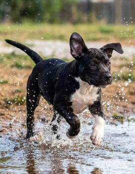 Willow- Brynns litter -  American Staffordshire Terrier Dog for Adoption in Holly Springs, North Carolina - Willow- Brynns Litter | PetCurious