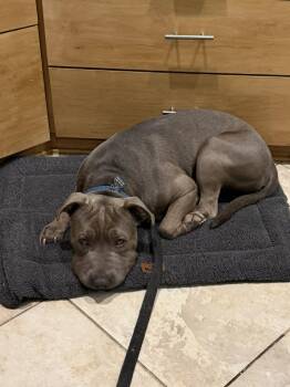 Boris -  Pit Bull Terrier and Shar Pei Dog for Adoption in La Verne, California - Boris | PetCurious