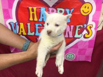 Siberian Husky Dogs Available for Adoption - GHOST | PetCurious