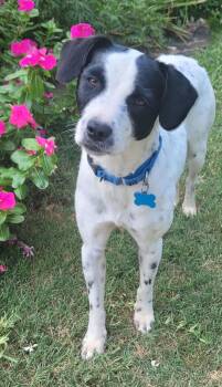 Milan -  Pointer Dog for Adoption in Chatham, New Jersey - Milan | PetCurious