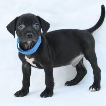 Kris -  Black Labrador Retriever and Mixed Breed Dog for Adoption in South Elgin, Illinois - Kris | PetCurious