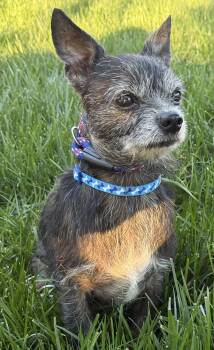 Yorkshire Terrier Dogs Available for Adoption - GRAHAM | PetCurious