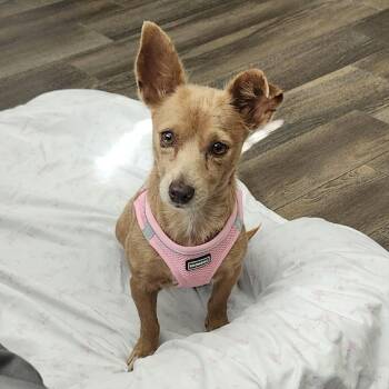 Chihuahua and Dachshund Dogs Available for Adoption - Frida D10989 *Arriving 5/1 | PetCurious
