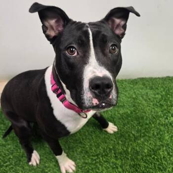 Leah -  Pit Bull Terrier and Mixed Breed Dog for Adoption in Columbia, Missouri - Leah | PetCurious