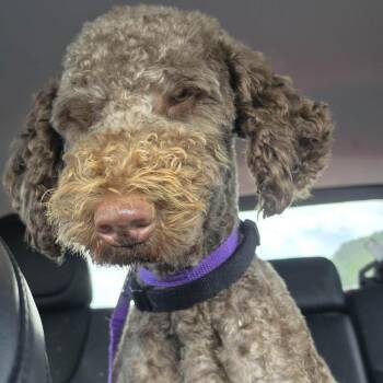 Marley -  Poodle Dog for Adoption in Fairfax Station, Virginia - Marley | PetCurious
