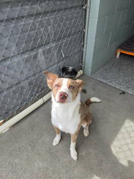 Princeton -  Australian Shepherd Dog for Adoption in Grants Pass, Oregon - Princeton | PetCurious