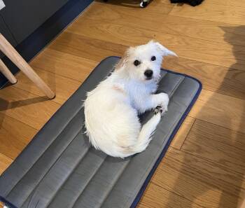 Cooper -  Maltese and Yorkshire Terrier Dog for Adoption - Cooper | PetCurious
