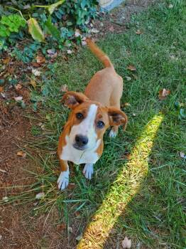 Callie -  Hound Dog for Adoption in Goshen, Kentucky - Callie | PetCurious