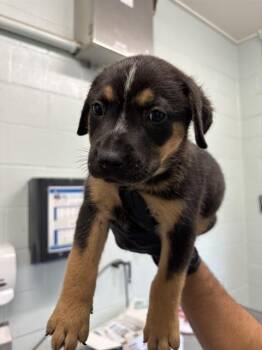 FRANKIE -  Pit Bull Terrier Dog for Adoption in Corpus Christi, Texas - FRANKIE | PetCurious