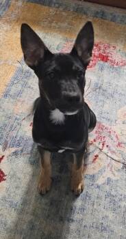 Rescue German Shepherd Dog Dogs for Adoption in Shawnee, Oklahoma - Hayda | PetCurious