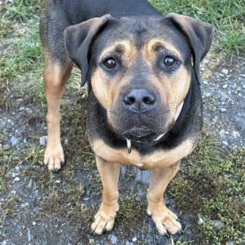 Rescue Hound Dogs for Adoption in Hillsdale, New York - Stella | PetCurious