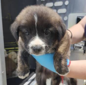 PHISH -  American Staffordshire Terrier Dog for Adoption in San Antonio, Texas - PHISH | PetCurious