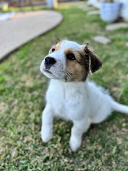 Great Pyrenees and Australian Shepherd Dogs Available for Adoption - Sir George DFW | PetCurious